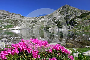 Rhododendron on lakeside