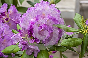 Rhododendron of the Lavanda species.