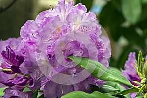 Rhododendron of the Lavanda species.