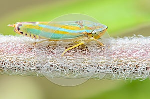 Rhododendron Leafhopper