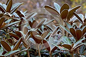 Rhododendron leaves photo