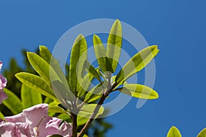 Rhododendron leaves under blue sky.