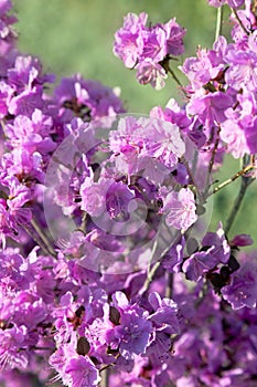 Rhododendron Ledebour