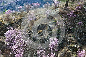 Rhododendron Ledebour