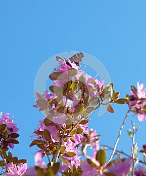 Rhododendron Ledebour
