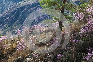 Rhododendron Ledebour