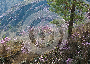 Rhododendron Ledebour