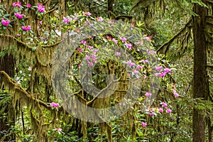 Rhododendron and Lichen