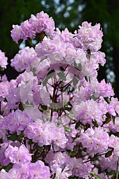 Rhododendron light purple flowers bloom