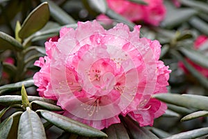 Rhododendron Yakushimanum Polaris, pink inflorescence photo
