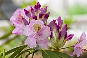 Rhododendron of the Lita species.