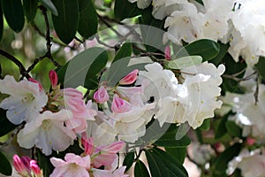 Rhododendron `Loderi King George` evergreen tree with white flowers