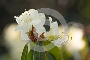 Rhododendron lutescens, budding pale yellow flower photo