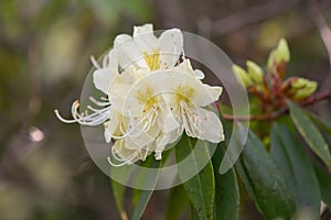 Rhododendron lutescens, pale yellow flowers and buds