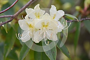 Rhododendron lutescens, pale yellow flowers on a twig