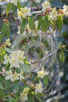 Rhododendron lutescens, shrub with pale yellow flowers