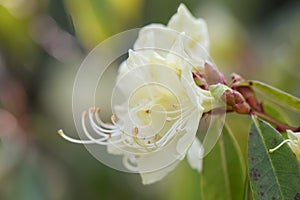 Rhododendron lutescens, side view of pale yellow flower