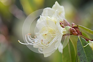 Rhododendron lutescens, side view of pale yellow flower photo