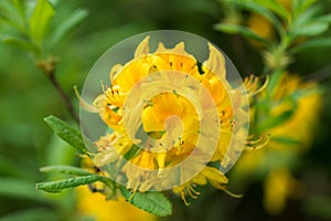 Rhododendron luteum, yellow  honeysuckle azalea flowers closeup selctive focus