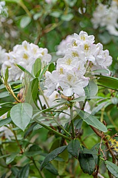 Rhododendron `Madame Carvalho` pinkish-white flowers with green-yellow blotch photo