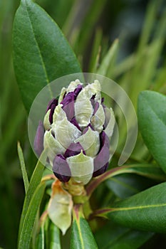 Rhododendron Marcel Menard