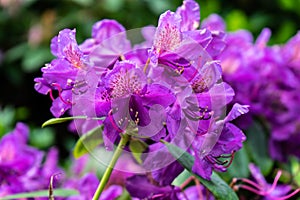 Rhododendron `Marcel Menard` photo