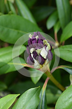 Rhododendron Marcel Menard