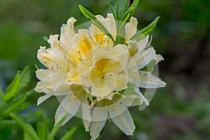 Rhododendron molle japonicum