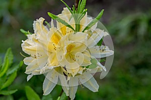 Rhododendron molle japonicum