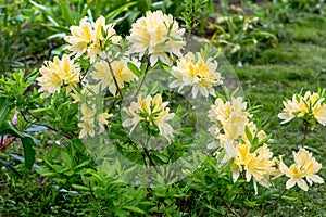 Rhododendron molle japonicum