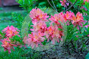 Rhododendron molle japonicum