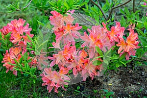 Rhododendron molle japonicum