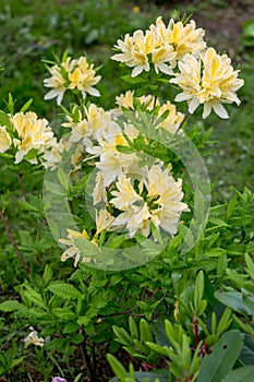 Rhododendron molle japonicum