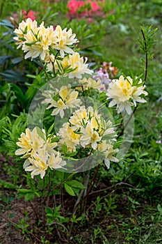 Rhododendron molle japonicum