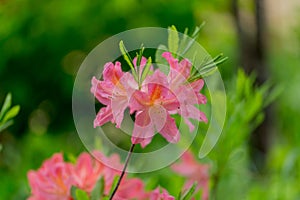 Rhododendron molle japonicum