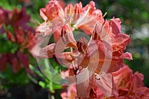 Rhododendron molle japonicum