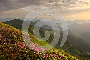Rhododendron in mountains Carpathians