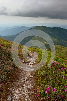 Rhododendron in mountains Carpathians