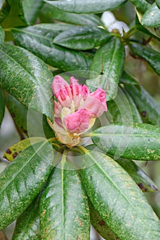 Rhododendron Mrs. Betty Robertson pink buds