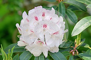 Rhododendron Mrs Lionel de Rothschild, pinkish-white flower with a crimson flare
