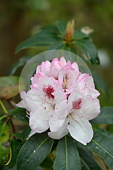 Rhododendron Mrs Lionel de Rothschild, pinkish-white flowers with a crimson flare