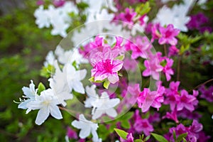 Rhododendron mucronulatum, Korean rhododendron rosebay Azalea shrub flowers blooming in spring in Korea