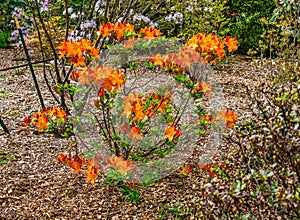 Rhododendron Orange_Flowers photo