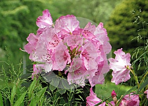 Rhododendron, pink, against green background
