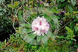 Rhododendron pink flower in the garden photo