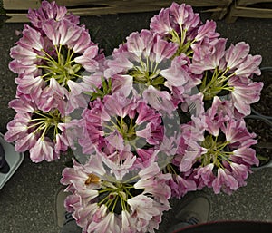 Rhododendron pink flowers in full bloom