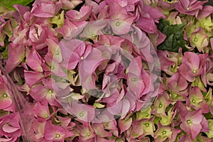 Rhododendron pink flowers in full bloom