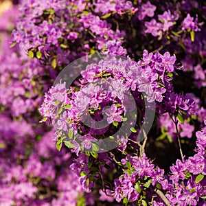 Rhododendron pink , lilac flower fresh blooming . pattern, flow