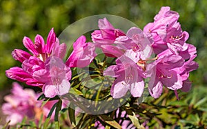 Rhododendron Ponticum Graziella, Rhododendron Ponticum photo