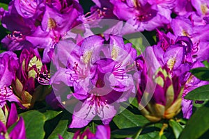 Rhododendron Ponticum flowers